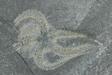 Two Ordovician Brittle Stars (Ophiura) - Morocco #290624-2